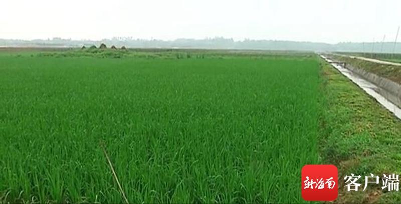 澄邁最新動(dòng)態(tài)，自然美景探索之旅，尋覓內(nèi)心平和與寧?kù)o的旅程
